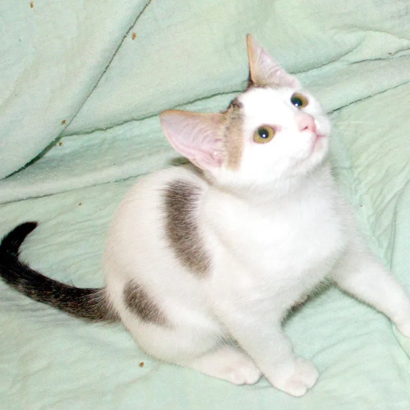 Angus thumbnail 5