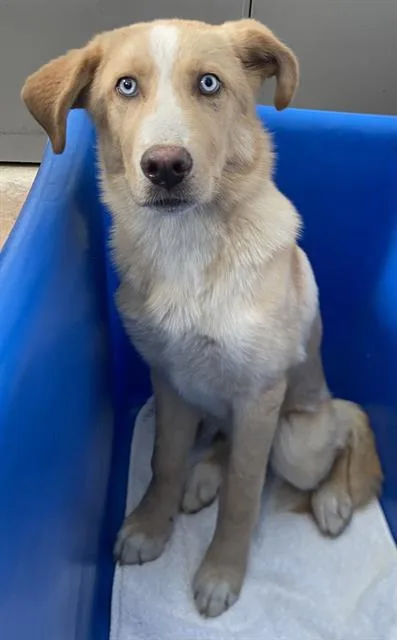 A baby large-sized female Mixed Breed dog named Cheza for adoption in Dallas, TX
