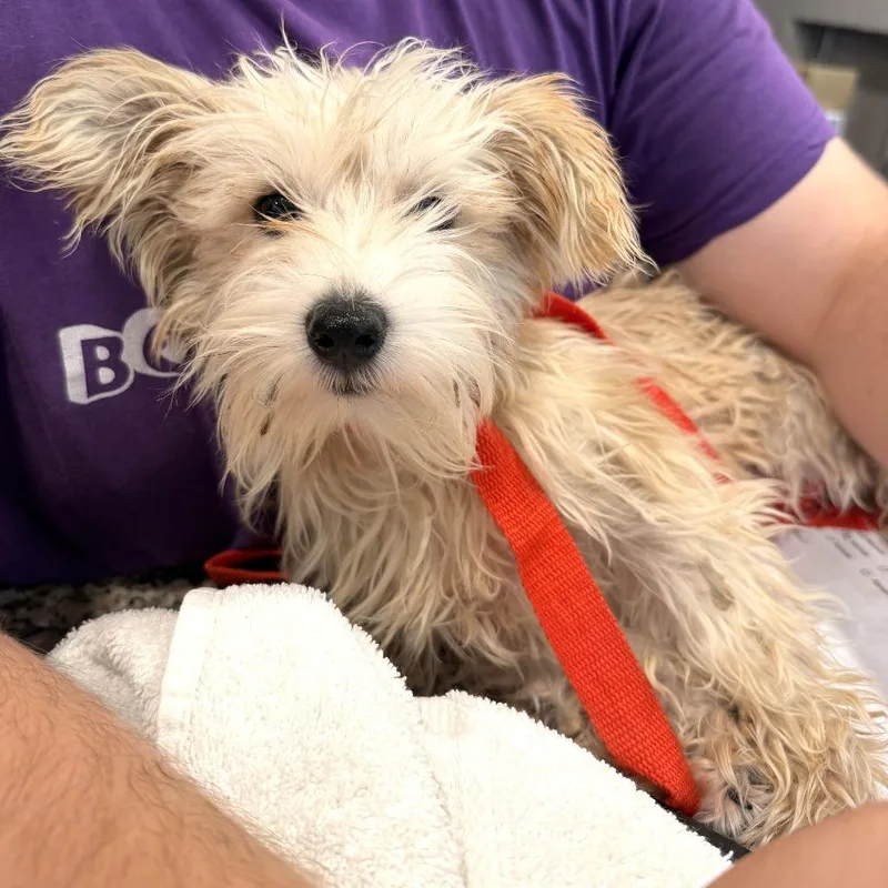 A young small-sized male Yellow / Tan / Blond / Fawn Terrier dog named Jujube for adoption in San Francisco, CA
