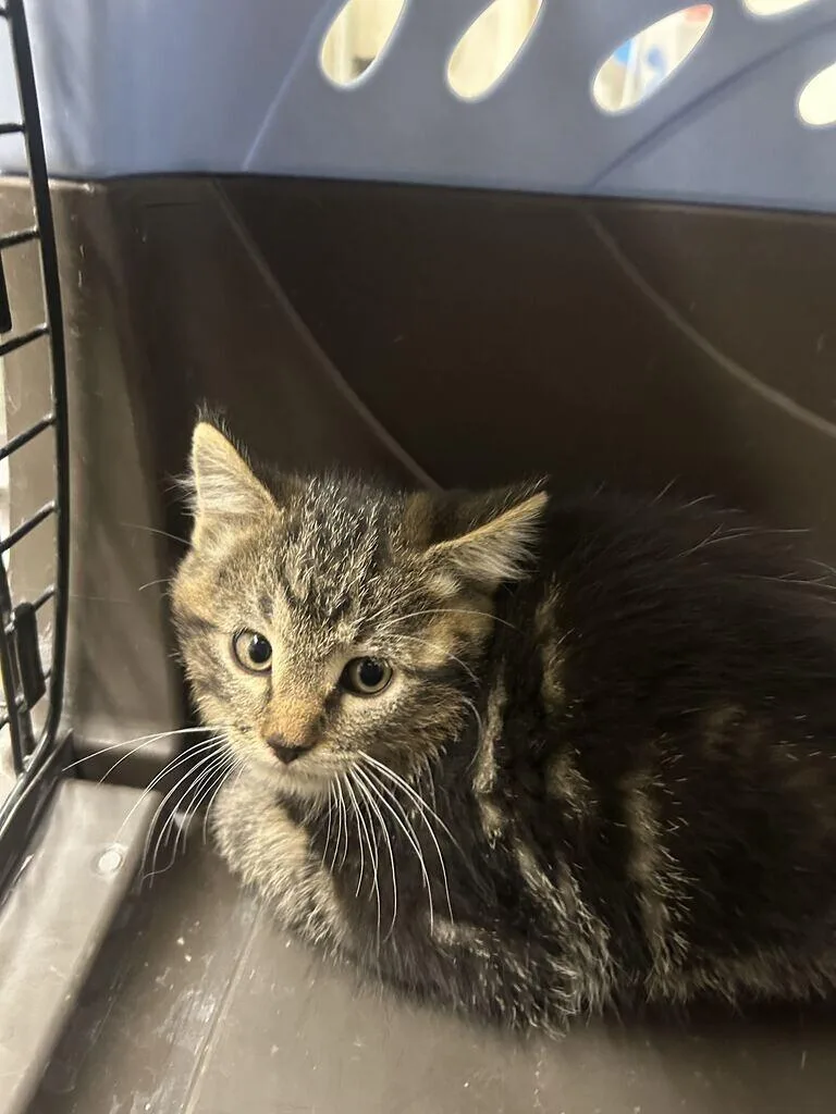 A baby medium-sized male Tabby (Brown / Chocolate) Domestic Short Hair cat named Simon Riley for adoption in Fruit Heights, UT