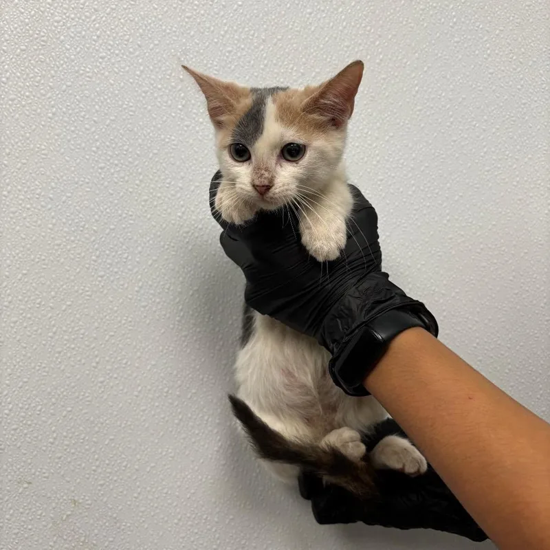 A baby small-sized female Calico Domestic Short Hair cat named Celeste for adoption in Abilene, TX