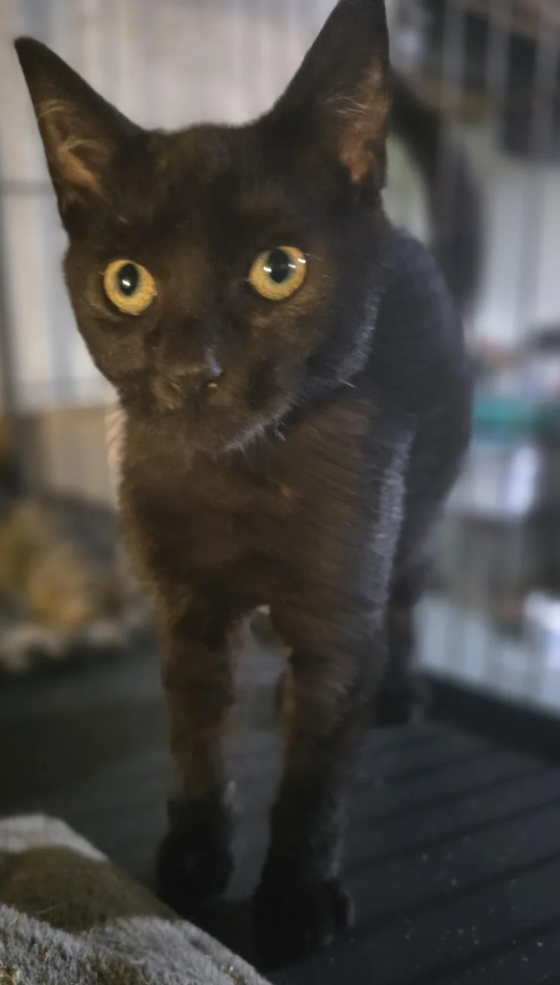 A baby large-sized male Black Domestic Short Hair cat named King Kio for adoption in Elizabeth, PA