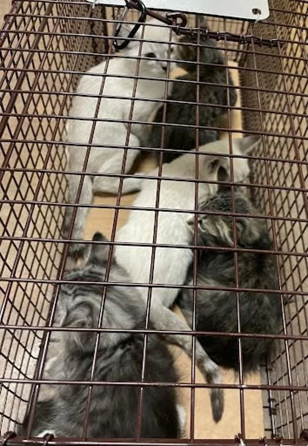 A baby small-sized male Domestic Short Hair cat named Apple Tart for adoption in Austin, TX