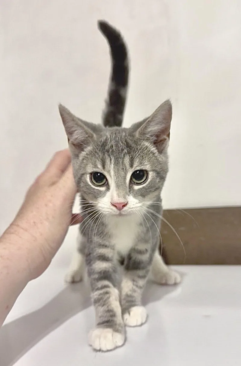 A baby large-sized female Gray / Blue / Silver Domestic Short Hair cat named Scraps for adoption in Harrisburg, PA