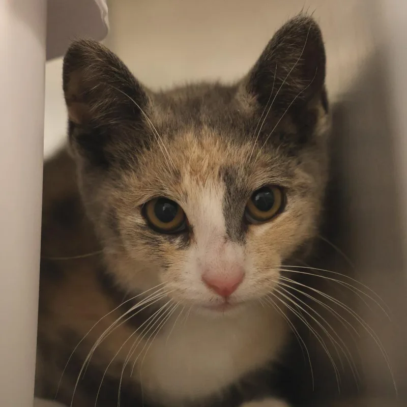A baby small-sized female Torbie Domestic Short Hair cat named Vuitton for adoption in Briarcliff Manor, NY