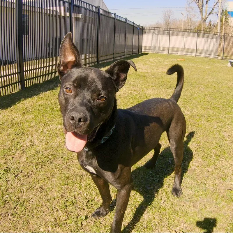 An adult medium-sized male Black Mixed Breed dog named Sonar for adoption in South Haven, MI