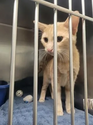 A baby small-sized female Domestic Short Hair cat named Missy for adoption in Fishers, IN