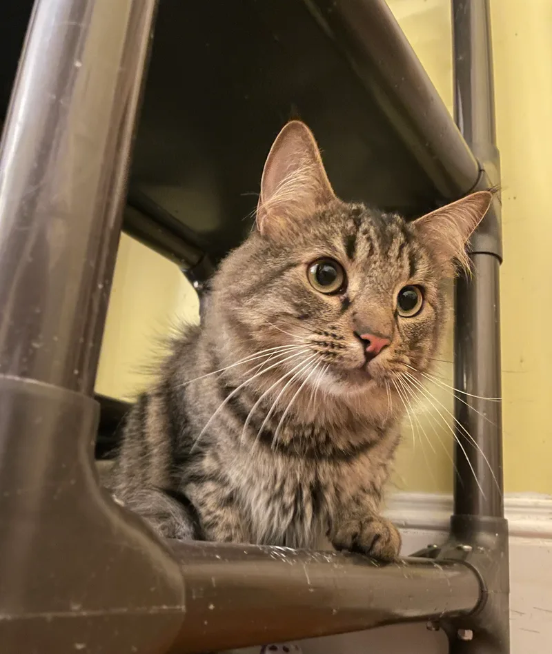 Chaucer & Betty thumbnail 2