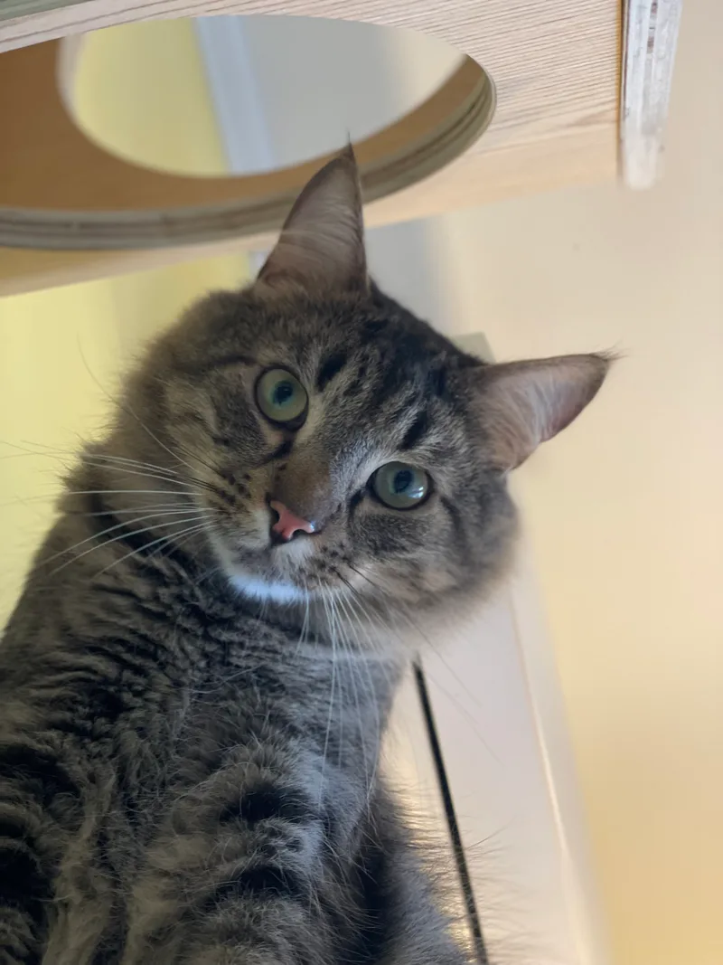 Chaucer & Betty thumbnail 3