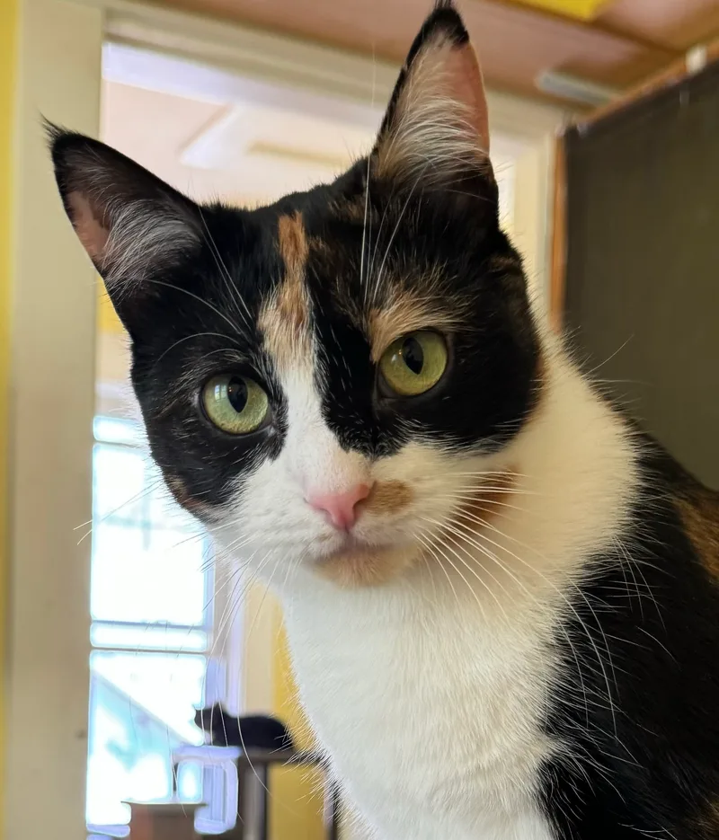 Chaucer & Betty thumbnail 5