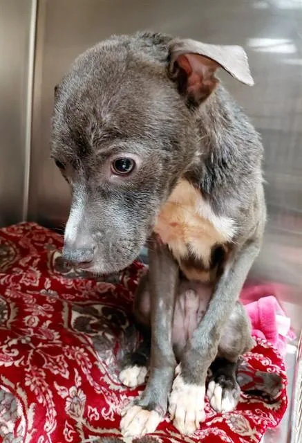 A young small-sized male Terrier dog named Journey for adoption in Olivette, MO