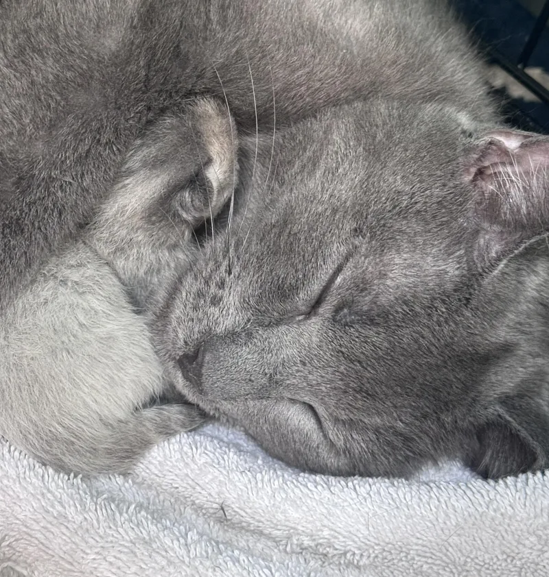A young medium-sized female Domestic Short Hair cat named Blossom for adoption in Crystal Lake, IL