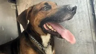 A young large-sized male Mixed Breed dog named Pinson Dog for adoption in Dallas, TX