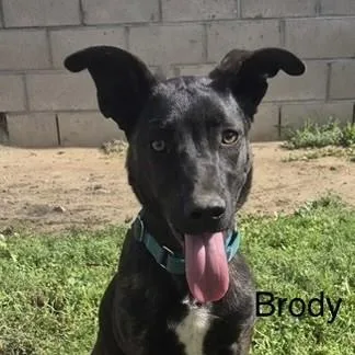 Brody