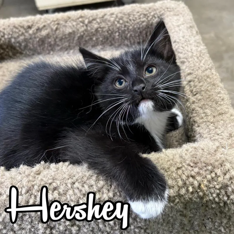 A baby small-sized male Domestic Short Hair cat named Hershey for adoption in Hillsboro, OH