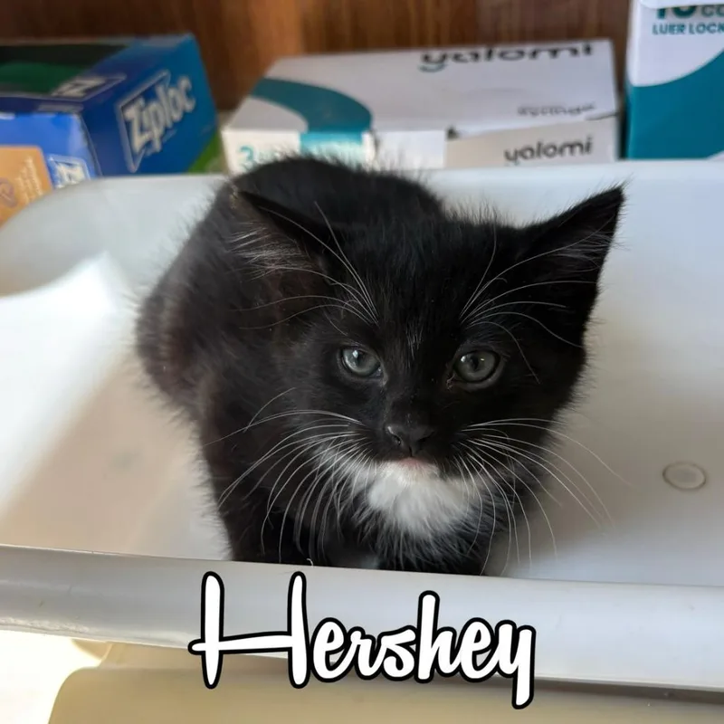 Hershey thumbnail 2
