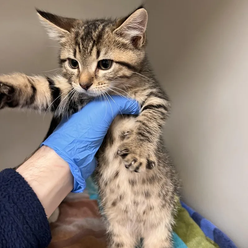 A baby small-sized male Brown / Chocolate Domestic Short Hair cat named Calogero for adoption in Harrisonburg, VA