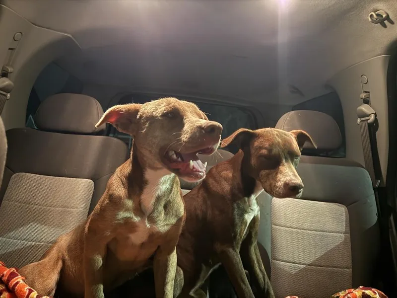 A baby medium-sized male Brown / Chocolate Australian Cattle Dog / Blue Heeler dog named Switch for adoption in Lakeland, FL