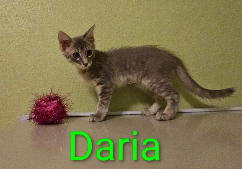 A baby small-sized female Tabby (Gray / Blue / Silver) Domestic Short Hair cat named Daria North Conroe for adoption in Spring, TX