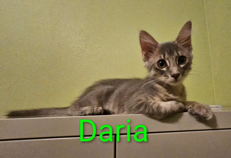 Daria  North Conroe thumbnail 2