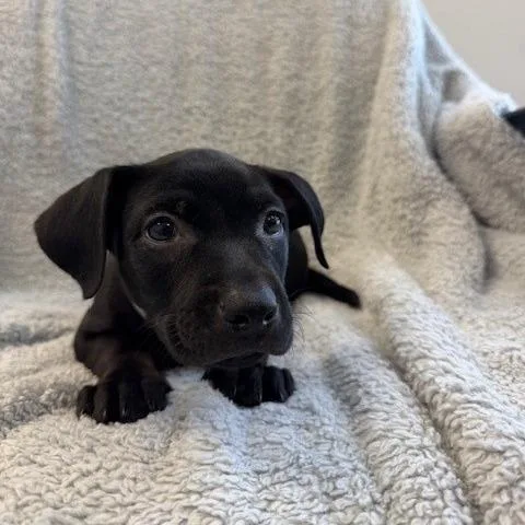 A baby small-sized male Black Pit Bull Terrier dog named Nyx for adoption in Hawthorne, CA