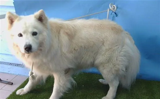 An adult large-sized male Chow Chow dog named Toby for adoption in Gardena, CA
