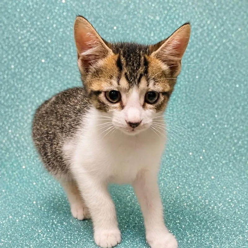A baby small-sized female Brown / Chocolate Domestic Short Hair cat named Hydra @ Petco on for adoption in Summerville, SC