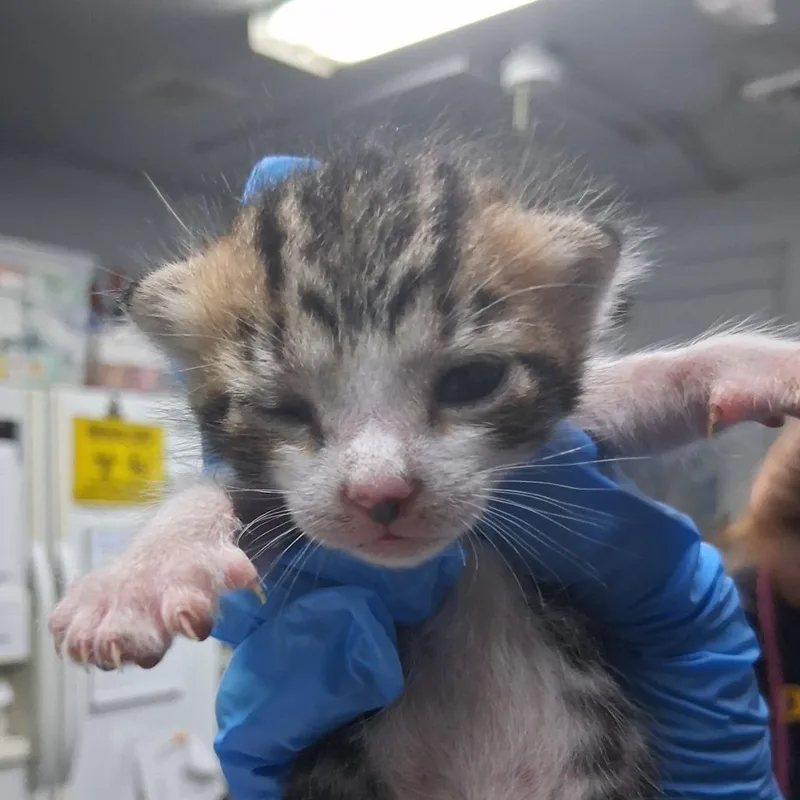 Hydra @ Petco on thumbnail 2