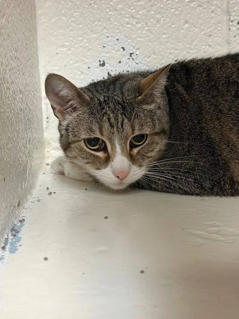 A young small-sized female Domestic Short Hair cat named Prissy for adoption in Ada, OK