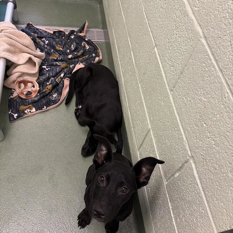 A baby medium-sized female Black Mixed Breed dog named Raven for adoption in West Palm Beach, FL