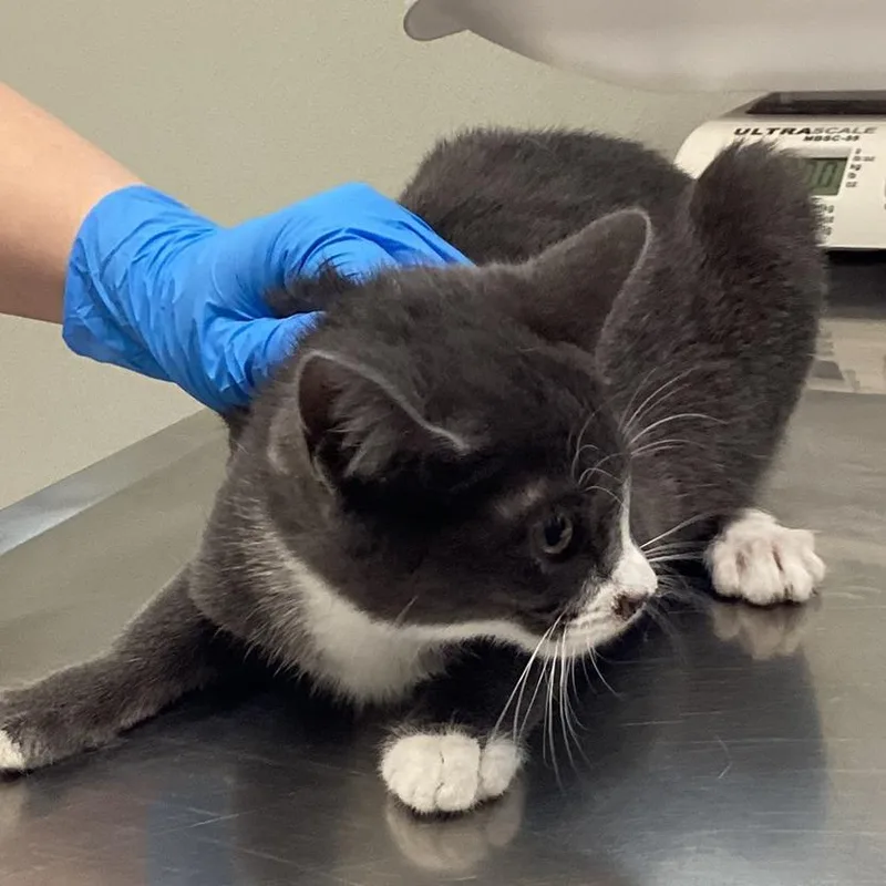 A young small-sized female Gray / Blue / Silver Domestic Short Hair cat named Gemma for adoption in Pittsford, VT