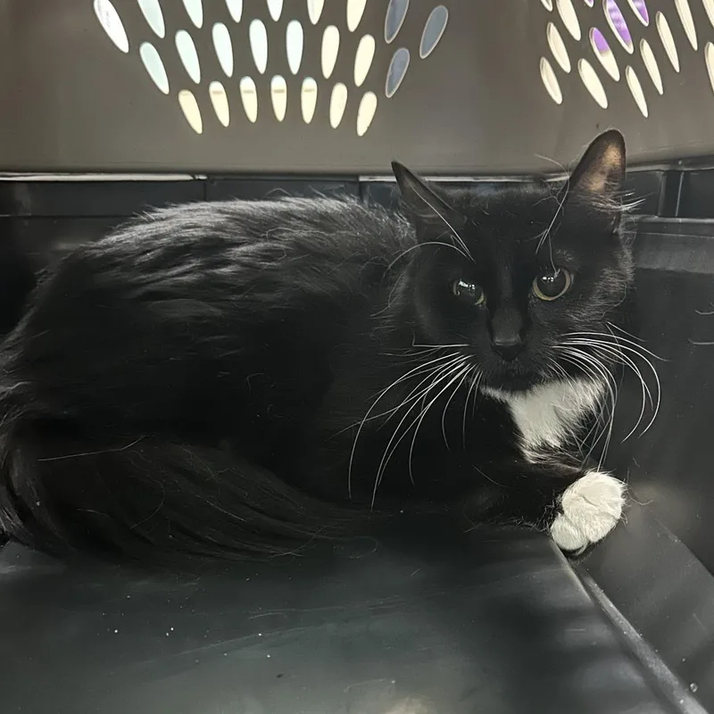 An adult medium-sized female Black Domestic Long Hair cat named Avacatto for adoption in Tacoma, WA