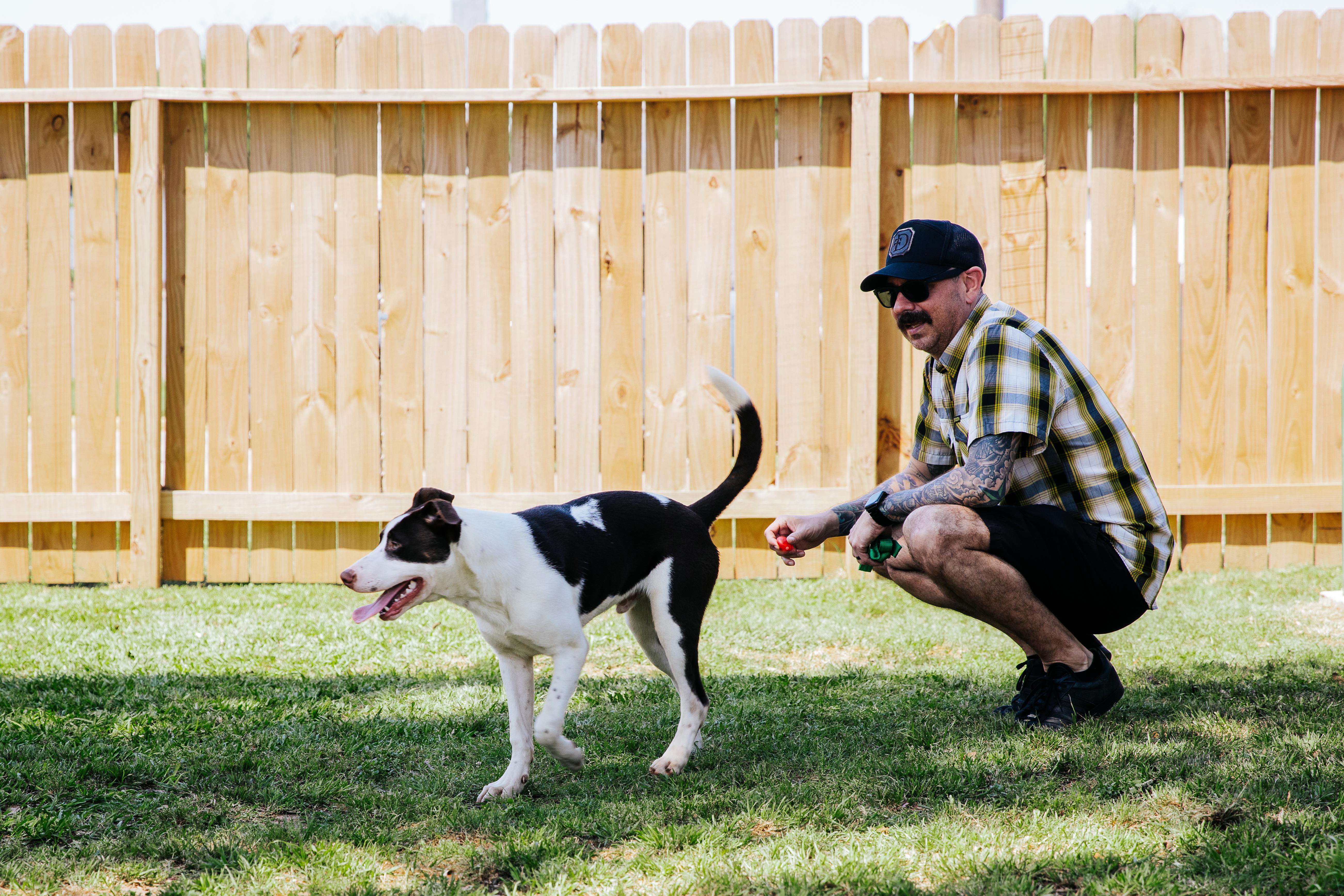 A young medium-sized male White / Cream American Staffordshire Terrier dog named Mohawk for adoption in Tomball, TX