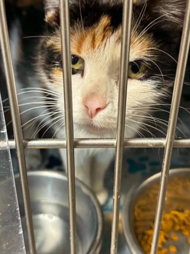 A young medium-sized female Domestic Short Hair cat named Stelline for adoption in Boone, IA
