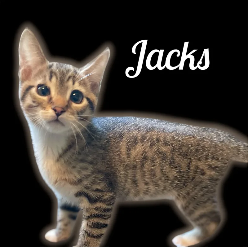 A baby small-sized male Tabby (Brown / Chocolate) Domestic Short Hair cat named Jacks for adoption in Auburn, CA