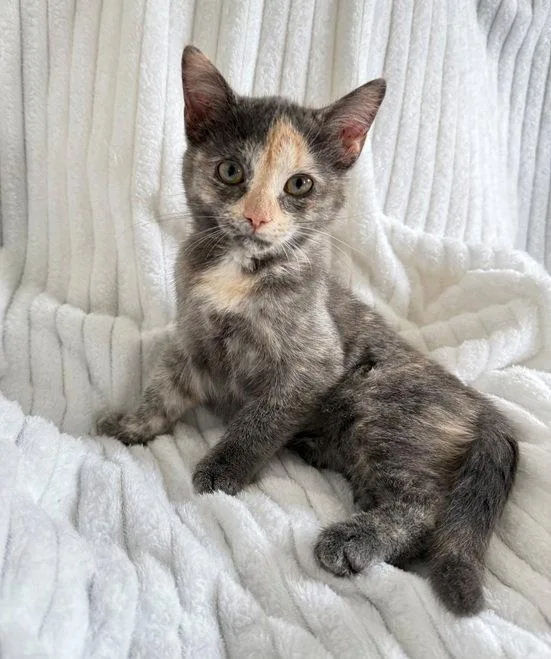 A baby medium-sized female Domestic Short Hair cat named Prada for adoption in Nashville, TN