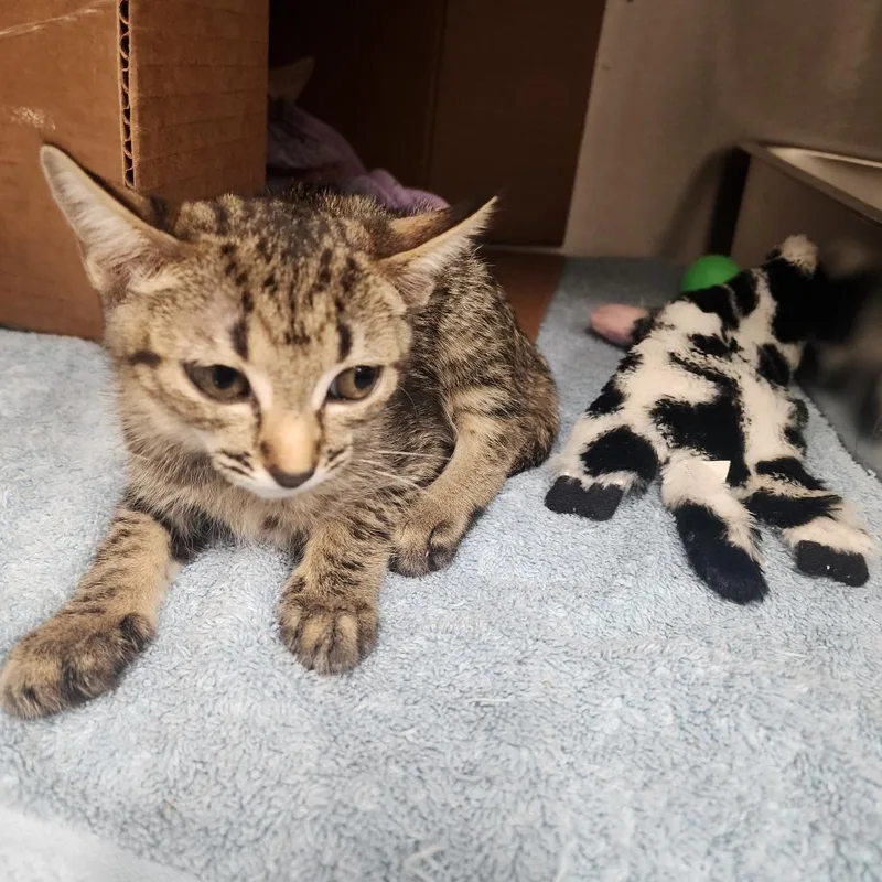 A baby small-sized female Brown / Chocolate Domestic Short Hair cat named Eclipse for adoption in Evensville, TN