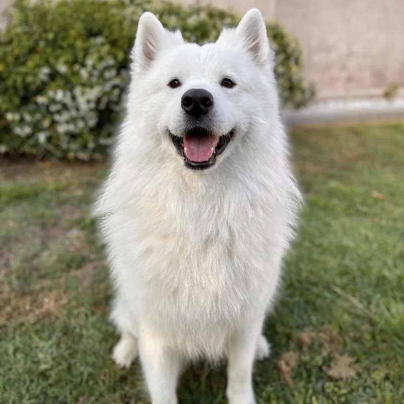 An adult medium-sized male White / Cream Samoyed dog named Zeus for adoption in Los Angeles, CA