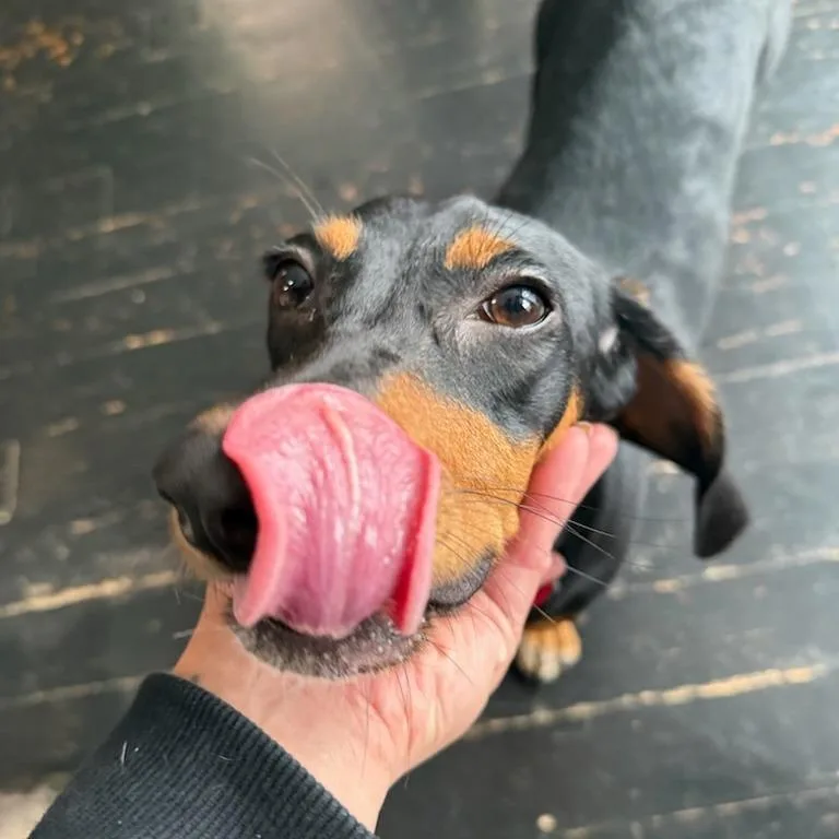 A young small-sized female Black Dachshund dog named Meeka for adoption in Normal, IL