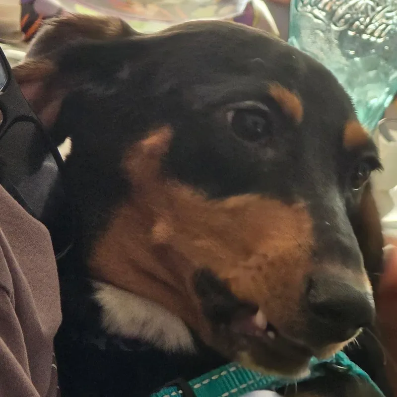 Meeka thumbnail 3
