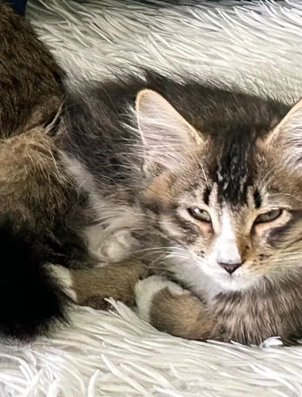 Thor BONDED to Freya thumbnail 2