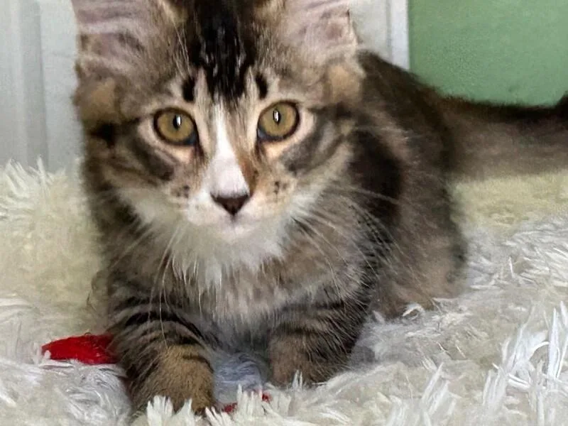Thor BONDED to Freya thumbnail 3