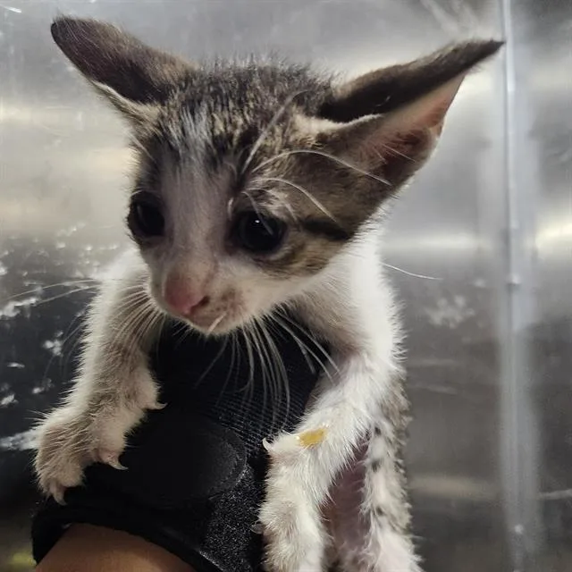 A baby small-sized male Domestic Short Hair cat named Blossom for adoption in San Antonio, TX