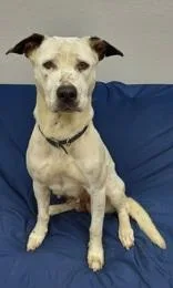 An adult medium-sized female White / Cream Australian Cattle Dog / Blue Heeler dog named Zoe for adoption in La Grange, TX