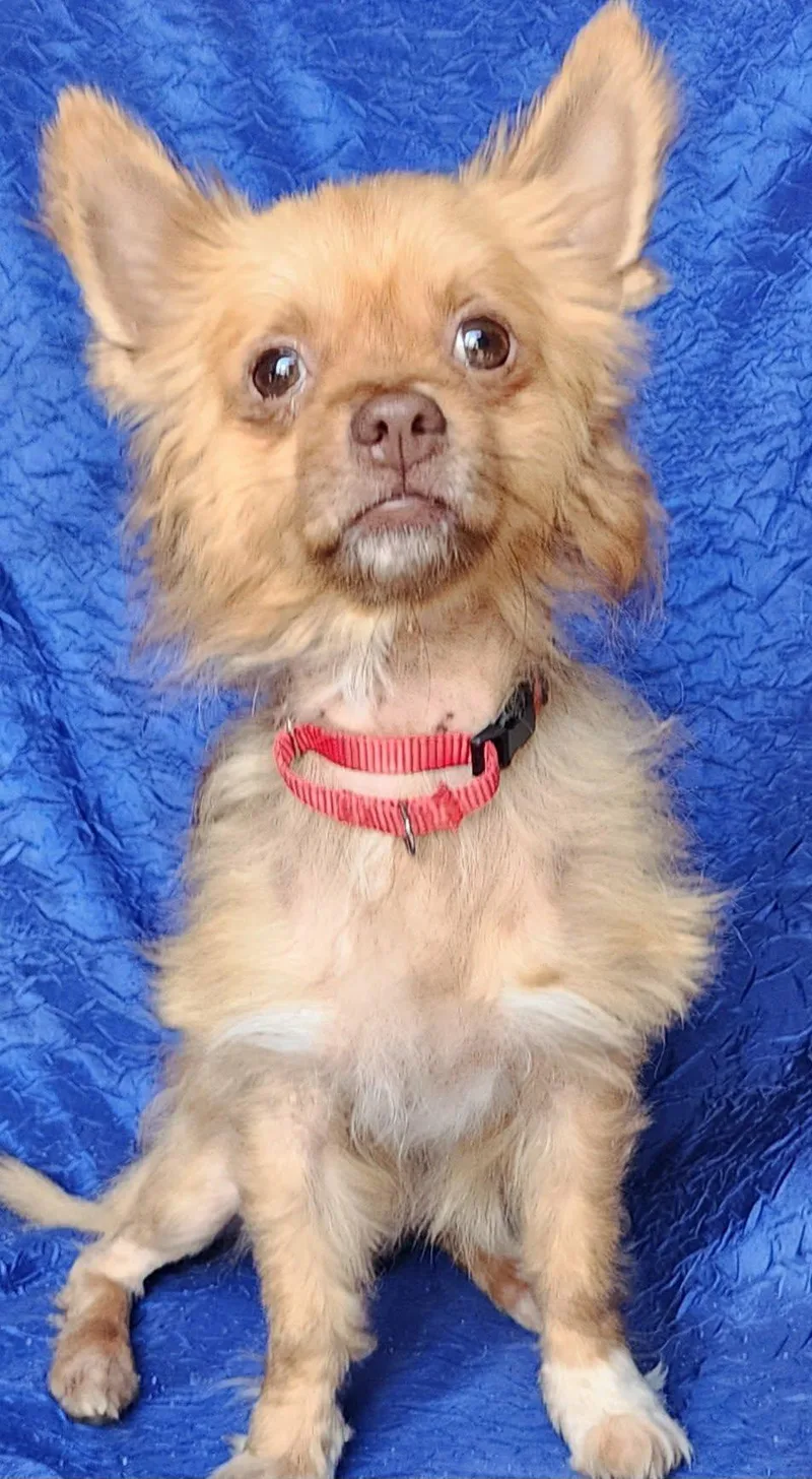 A young small-sized male Chihuahua dog named Ricky Ras for adoption in Cuba, NY