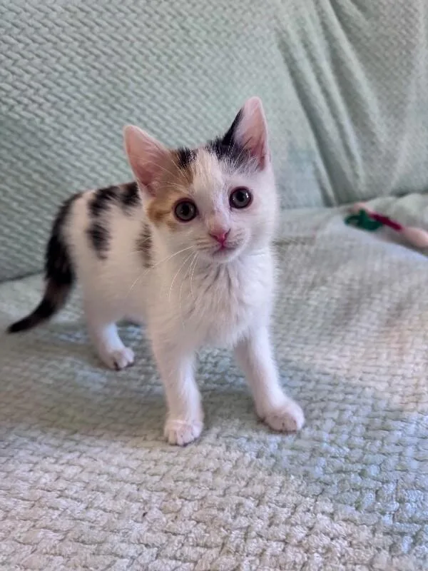 A young medium-sized female Calico Domestic Short Hair cat named Purrito for adoption in North Babylon, NY