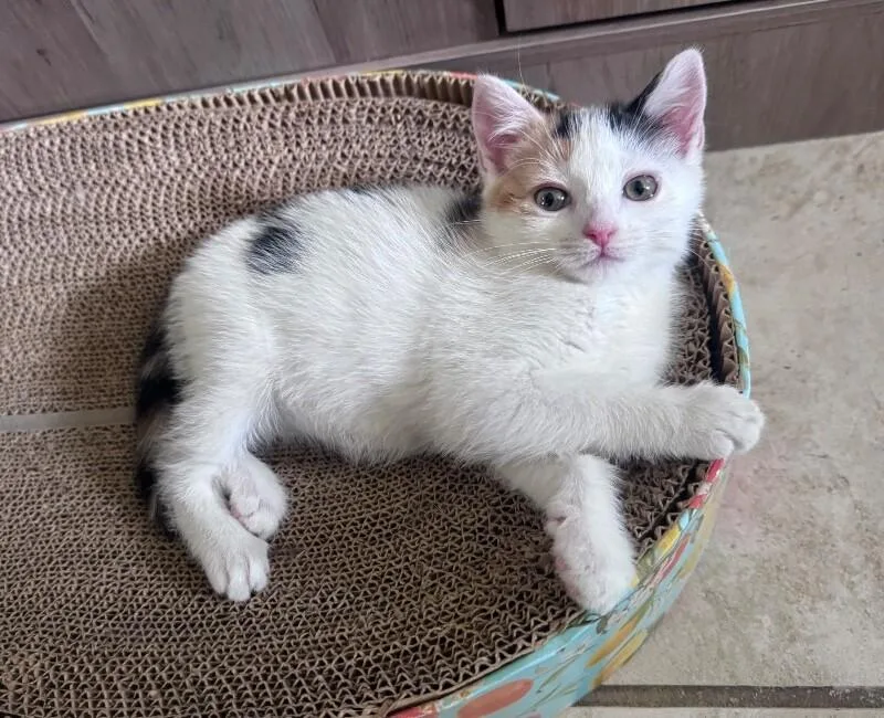 Purrito thumbnail 2