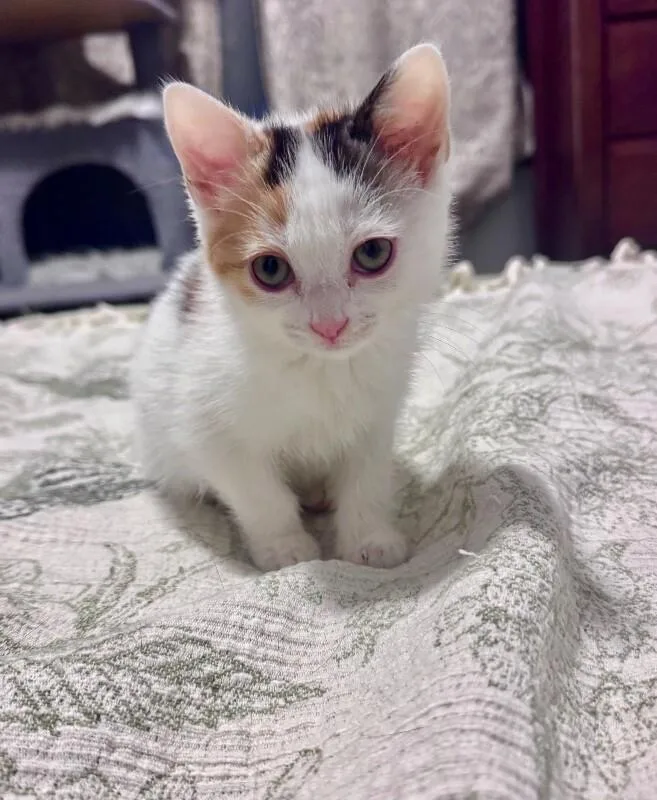 Purrito thumbnail 3