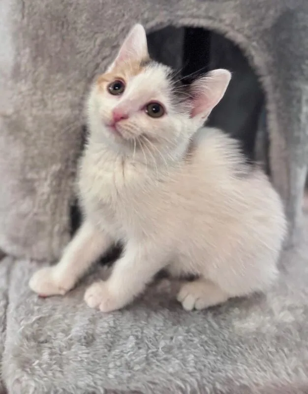 Purrito thumbnail 4
