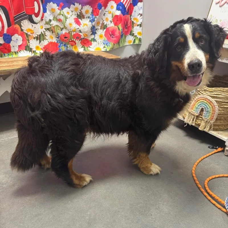 An adult large-sized female Black Bernese Mountain Dog dog named Jubilee for adoption in Normal, IL